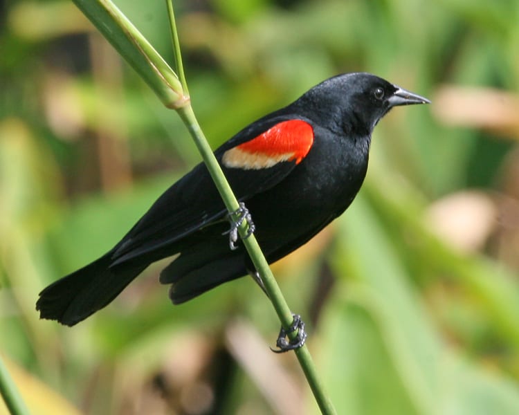 Red-winged-Blackbird-007-cr.jpg