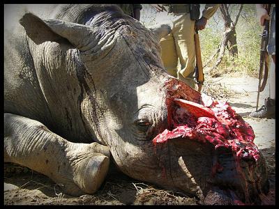 shearwater-helps-zimbabwe-national-parks-fight-back-but-the-rhino-slaughter-continues-21635567.jpg
