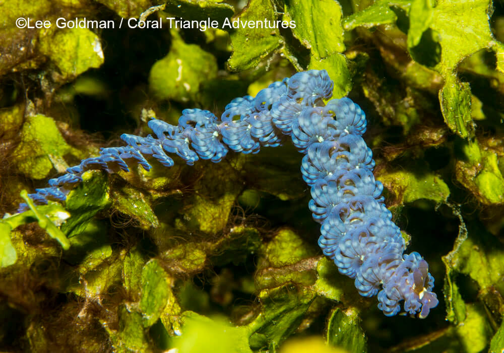 Blue-dragon-nudibranch.jpg