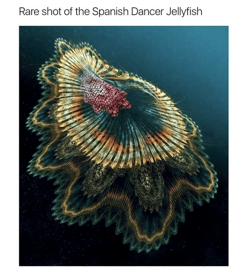 organism-rare-shot-of-the-spanish-dancer-jellyfish