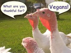 ea154c10741da3256e976b201f25be3b--thanksgiving-humor-vegetarian-thanksgiving.jpg