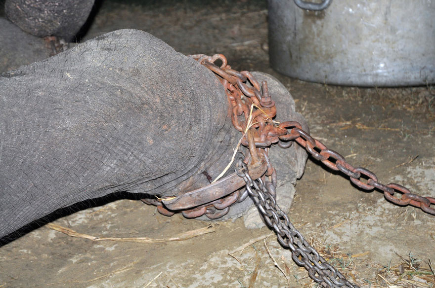 crying-elephant-raju-rescued-chained-50-years-2.jpg