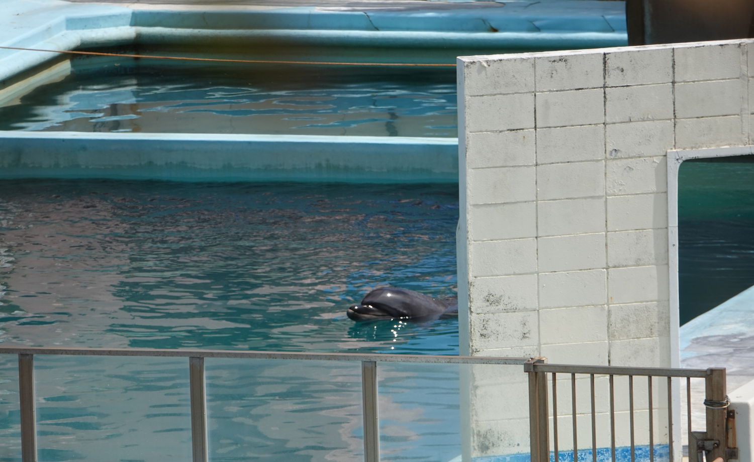 www.dolphinproject.com
