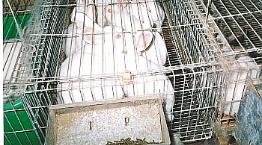 Example of a cage system for rearing farmed rabbits © RSPCA